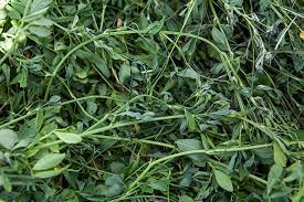 We did not find results for: These Two Things Make For Quality Alfalfa Hay And Forage Magazine