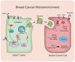 Suykens, shuning wang, joachim hornegger, andreas maier: Cd63 Cancer Associated Fibroblasts Confer Tamoxifen Resistance To Breast Cancer Cells Through Exosomal Mir 22 Advanced Science X Mol