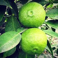 Citrus Junos Green Yuzu Fruits Agrumes Arbre