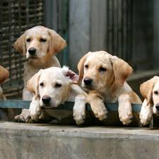 They have a slow metabolism and should be fed and. How To Avoid Bad Dog Breeders And Backyard Breeders