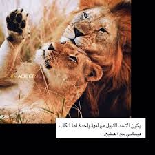 اسد لبوه Lion حب Book Cover Art Instagram Photo Editing Teenage Girl Photography
