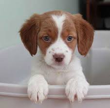 The search tool above returns a list of breeders located nearest to the zip or postal code you enter. Brittany Spaniel Puppy Saw A 2mth Old Puppy Today At Petco And Fell In Love Must Remember This Br Brittany Puppies Spaniel Puppies Brittany Spaniel Puppies