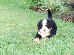 Breeders of merit are denoted by level in ascending order of: Bernese Mountain Dog Puppies For Sale In Dunn North Carolina Classified Americanlisted Com