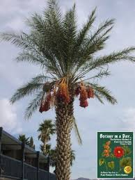 Image result for Arecaceae