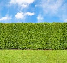 La mitoyenneté est un droit de propriété sur un mur, une clôture, une haie, un fossé, édifiés sur la limite séparative, qui appartiennent en commun à deux voisins, dont les terrains sont contigus. Haie De Jardin Le Guide Ultime De La Cloture Vegetale