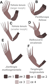 Image result for Pentarhopalopilia