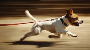 My concepts of drives in protection training - Clay's Top Dog