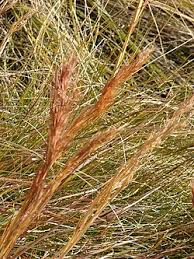 Image result for Andropogon perligulatus