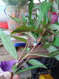2 cara menanam pokok kesum. Cara Menanam Daun Kesum Dan Perawatannya Yang Mudah Ilmubudidaya Com