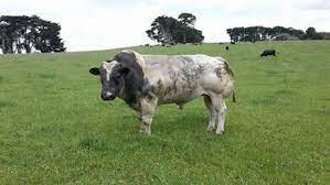 This large breed is one of the highest yielding and most important beef cattle in the world. Australian Belgian Blue Cattle Society Inc Beitrage Facebook