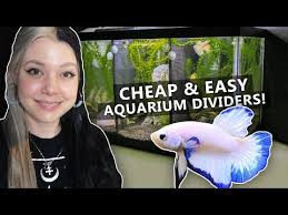 Diy Aquarium Divider For Betta Fish Or Others Youtube Diy Aquarium Betta Fish Betta Fish Tank
