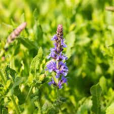 Die pflanzen aus der rockin. Salvia Nemorosa Blauhugel Garten Bluten Salbei Blauhugel