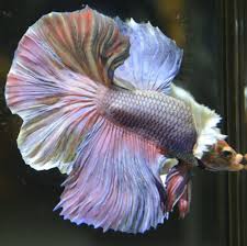 Pastel Betta Fish For Nikki In Memory Of Marly Lost Too Soon Betta Fish Betta Betta Fish Tank