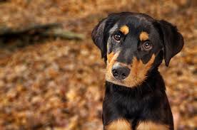 Since the labrador retriever rottweiler mix is a crossbreed, there is a bit of controversy regarding his existence and the existence of other crossbreeds or hybrid dogs like him. Rottweiler Lab Mix Top Facts Guide Animal Corner