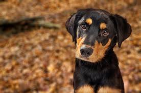 Labrottie = labrador retriever + rottweiler 8. Rottweiler Lab Mix Top Facts Guide Animal Corner