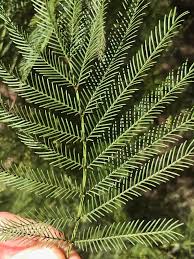 Image result for Acacia decurrens