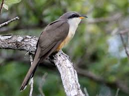 mangrove cuckoo ebird mangrove cuckoo ocean habitat