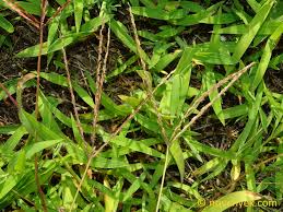 Image result for Digitaria ternata