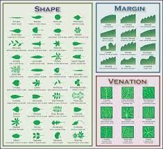Nature Activitiy For Kids Leaf And Bark Rubbing Journal Leaf Identification Chart Leaf Identification Plant Identification