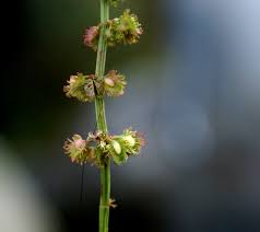 Image result for Rumex nepalensis
