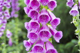 Keep crabgrass, dandelions and clover from invading your lawn. Weedingtech On Twitter Did You Know That Even Though They Look Nice Daisy Clover And Foxglove Are All Species Of Weeds Weedcontrol Problemweeds Https T Co Tfwn4pk2eh