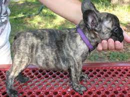 Found On Bing From Www Pinterest Com Blue Brindle French Bulldog Brindle French Bulldog French Bulldog Puppies