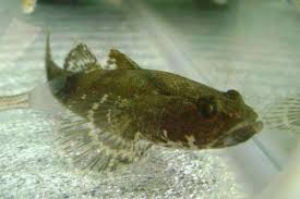 「魚虎」破壞日月潭生態 放養天敵「鱸鰻」除害－民視新聞影音|魚虎 2020 年 12 月 20 日 admin 【民視即時新聞】日月潭近年出現大批「魚虎」，攻擊性強，損害當地原生魚種生態，衝擊漁民生計。 èžƒèŸ¹çš„å¤©æ•Œæ˜¯ä»€ä¹ˆ æœ€çˆ±èžƒèŸ¹çš„é£ŸèŸ¹ç‹ ç‰™é½¿èƒ½æŽå‡ºèŸ¹è‚‰ æŽ¢ç§˜å¿—