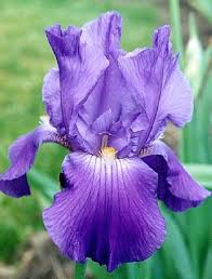 Iris Flower The Word Iris Is Greek For Rainbow The Iris Flower Meanin Iris Flower The Word Iris Is Greek Iris Flowers February Birth Flowers Birth Flowers