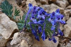 Image result for Corydalis mildbraedii