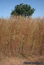 Image result for Andropogon pseudapricus