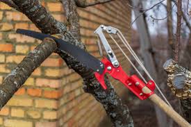 Mit einer gut belichteten rundkrone erzogene kirschbäume sind entlang ihrer leitäste bis tief ins kroneninnere mit fruchtholz besetzt. Alten Kirschbaum Schneiden So Verjungen Sie Den Alten Obstbaum