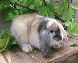 Teddykaninchen mit stehohren teddykaninchen mit schlappohren die teddykaninchen sind kaninchenrassen, die sich von anderen zwergkaninchen durch ihr am ganzen körper langes dichtes und weiches fell unterscheiden. Zoo Co Zwergwidder