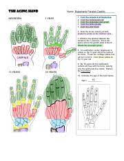 These worksheets can be used in conjunction with the videos and quizzes of this website. Aging Hand Coloring The Aging Hand Newborn Name 1 Year 1 2 3 4 5 Color The Carpals Of All Hands Blue Color The Metacarpals Red Color The Phalanges Course Hero