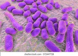 Image result for Striga baumannii