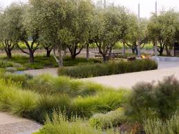 Medlock Ames Nelson Byrd Woltz Olive Trees Landscape Landscape Design Landscape
