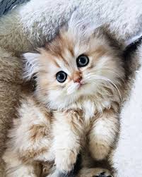 Why buy a ragdoll kitten for sale if you can adopt and save a life? Cutest Kittens For Adoption How To Draw Cute Animals Easy Pictures Of Cute Animals With Big Eyes Kittens Cutest Cute Cats Kitten Adoption