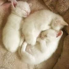 Fostering is a fun, temporary commitment that makes a huge lifesaving impact at our city shelters. Kitten Adoption San Diego A A Adopt A Kitten Kitten Adoption Foster Puppies Kitten