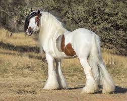 Pin On Gypsy Vanner Horses