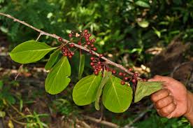 Image result for Gymnosporia glaucophylla