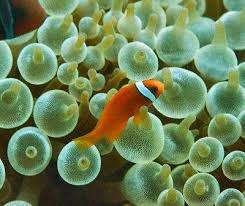 clown fish anemone 10 clownfish hosting sea anemone species