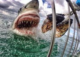 The great white shark has 3,000 teeth at any one time. Teeth From A Mega Shark Twice The Size Of A Great White Found In Australia Cnet