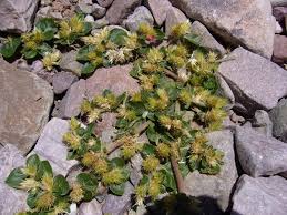 Image result for Alternanthera pungens