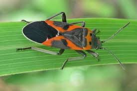 Small Milkweed Bug Lygaeus Kalmii Milkweed Monarch Butterfly Bugs