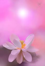 Lotus Flower Wallpaper Flowers Photography Flower Painting
