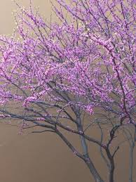 Pink flowering trees in illinois. My Favorite State Tree Of Illinois Beautiful Redbud With Its Tiny Purple Flowers Heart Shaped Leaves We Planted One Purple Flowers Flower Heart Back Gardens