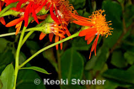 Image result for Pseudogynoxys