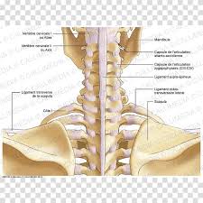 Another important bone of the head and neck is the hyoid bone. Shoulder Bone Neck Atlanto Occipital Joint Cervical Vertebra Atlas Transparent Background Png Clipart Hiclipart