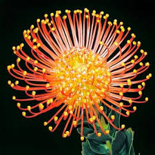 Image result for Leucospermum