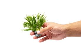 Image result for Blyxa