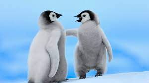 Konijnen achtergronden dieren hd konijnen wallpapers foto 11 jpg 1 600 1 000 pixels dieren foto s dieren schattige dieren. Hd Wallpapers Dieren Achtergronden